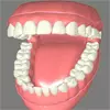Multiple teeth implant